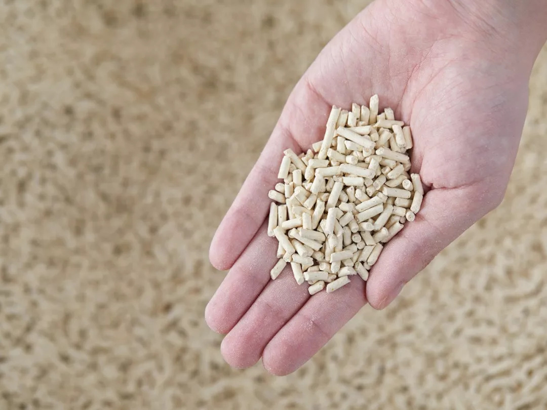 corn1.jpg